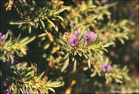 Flowers and foliage of Dyschoriste linearis