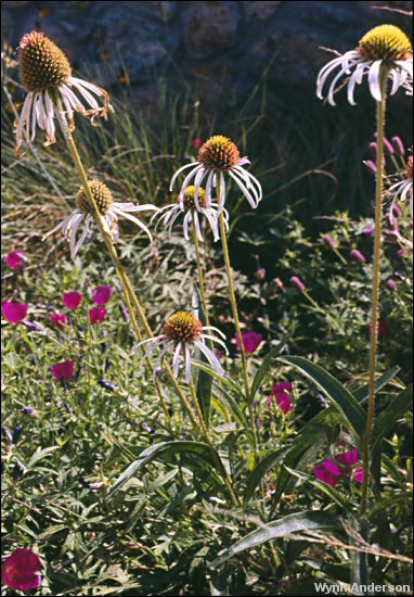Flowers of Echinacea pallida