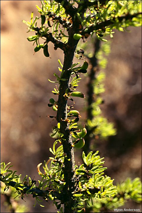 Forestiera angustifolia
