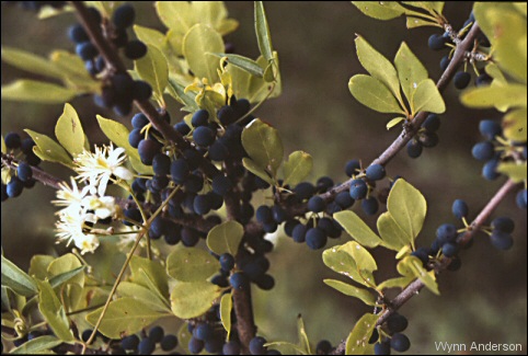 Flowers and fruit of New Mexican Olive