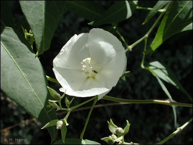 Gossypium thurberi flower