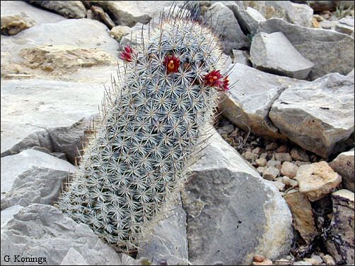 Overview and flowers of Pott's Mammillaria