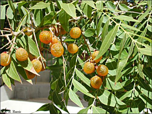 fruit and foliage of Sapindus saponaria
