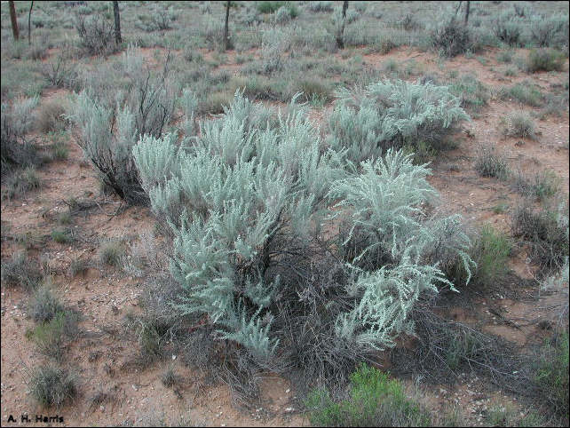 overview of Artemesia filifolia