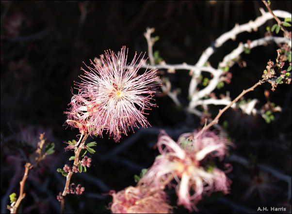 Flower of Fairy Duster, Calliandra eriophylla