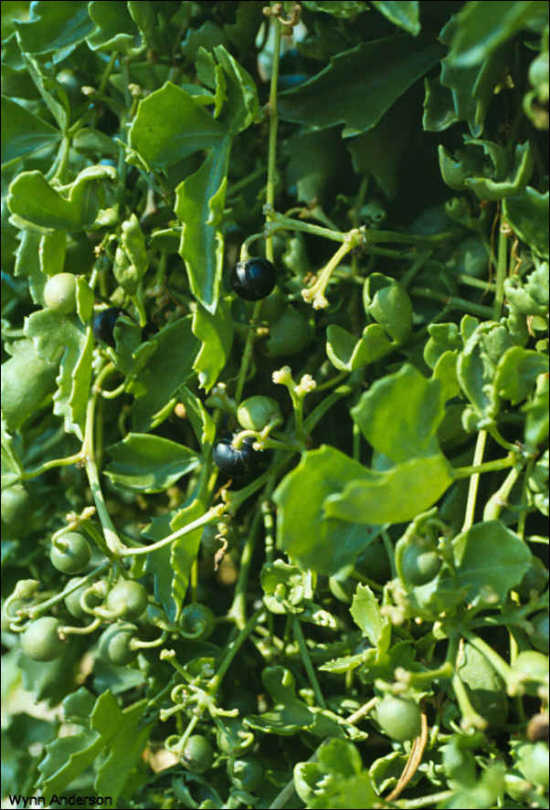 foliage and fruit of Cissus trifoliata