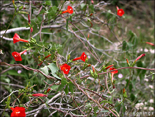 Overview of Ipomoea coccinea