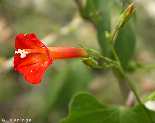 Flower of Ipomoea coccinea