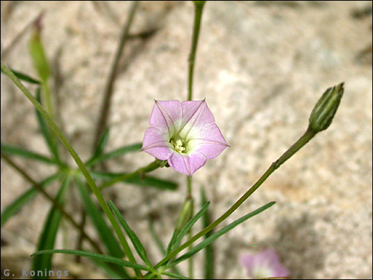 Flower of Ipomoea costellata