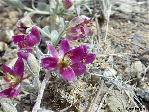 Flowers of Krameria lanceolata