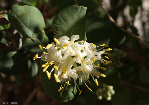Flowers of Lonicera albaflora