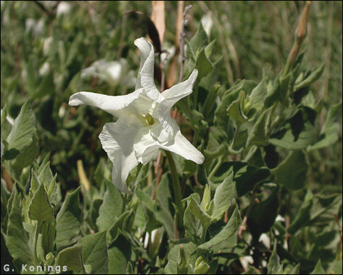flower of Macrosiphonia lanuginosa var. marcosiphon