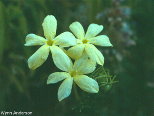 flowers of Menodora longiflora