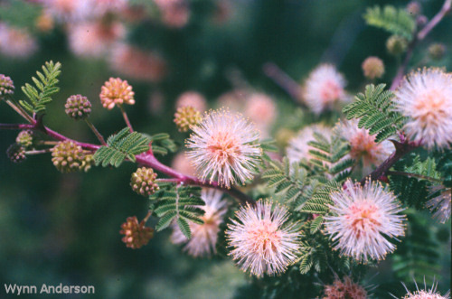 Flower of Catclaw Mimosa
