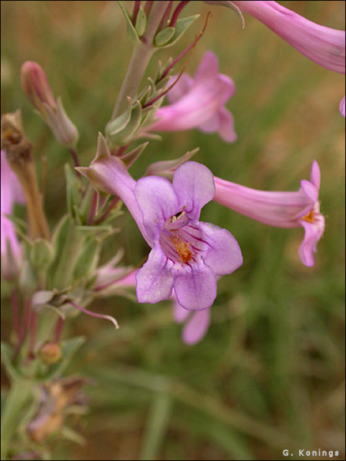 flower of Penstemon fendleri