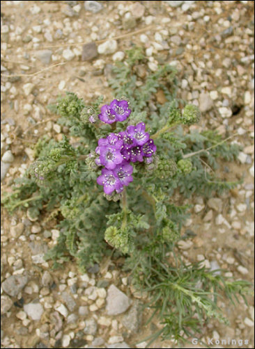 Overview and flowers of Phacelia popei