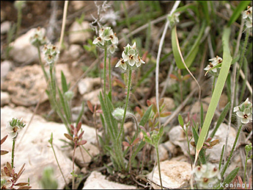 Overview and flowers of Plantago helleri