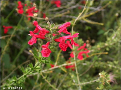 flowers of Stachy coccinea