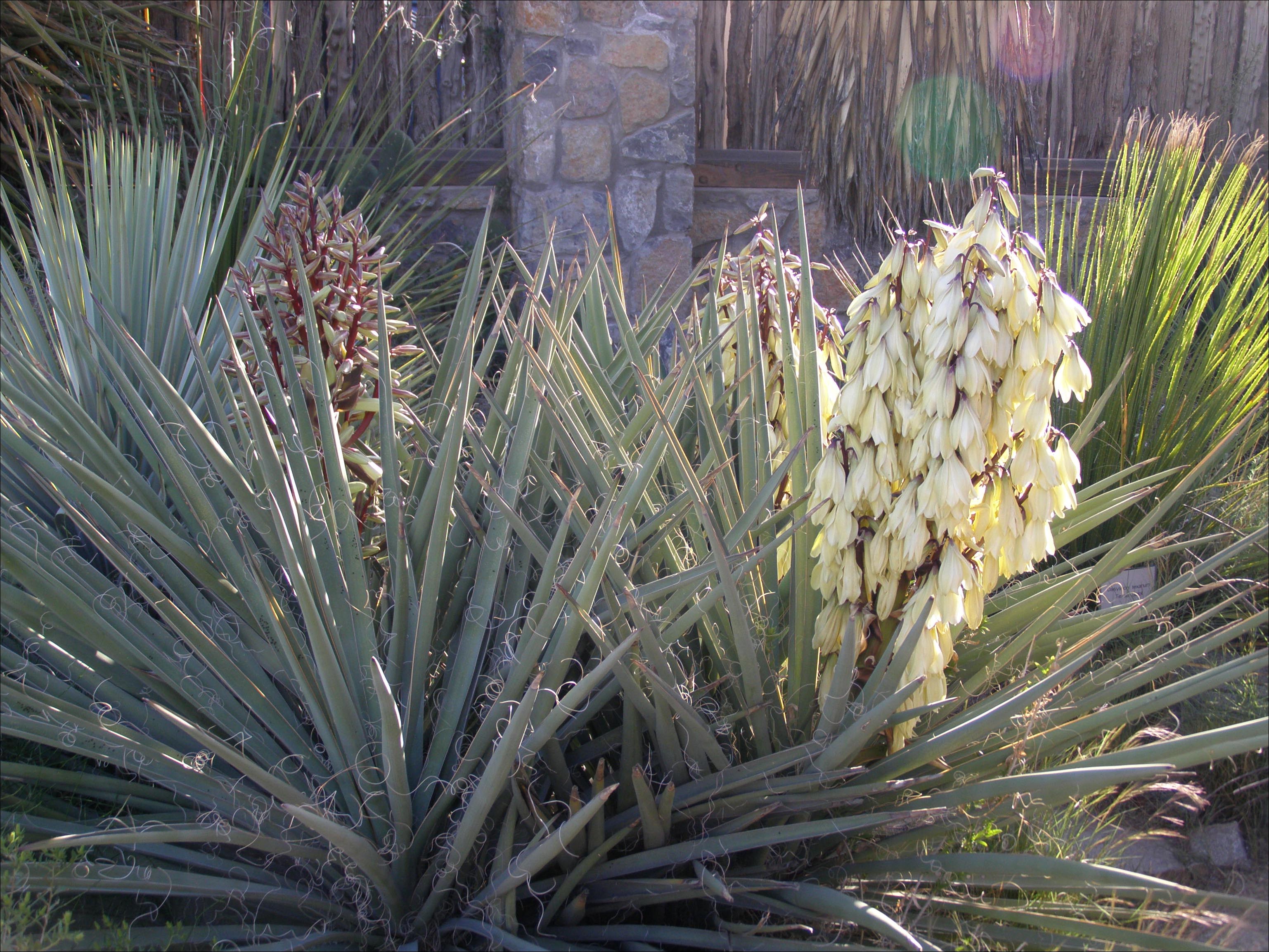 Overview of Yucca baccata