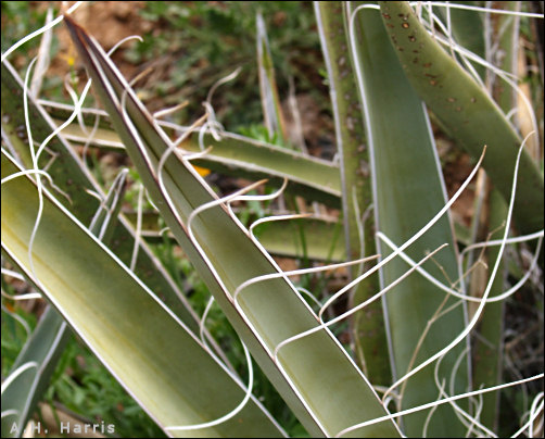 Leaves of Yucca baccata showing the typical fibers