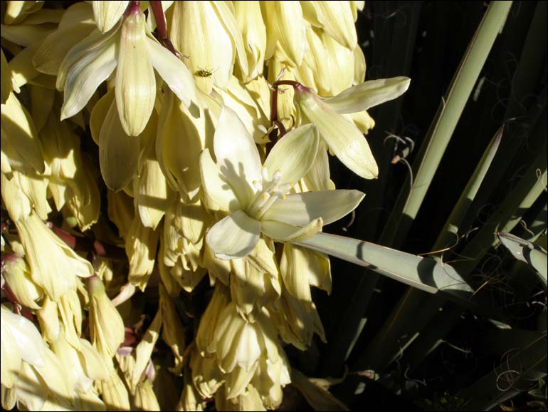 Yucca baccata, close-up of flowers