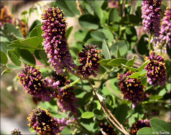 Flowers of Amorpha fruiticosa