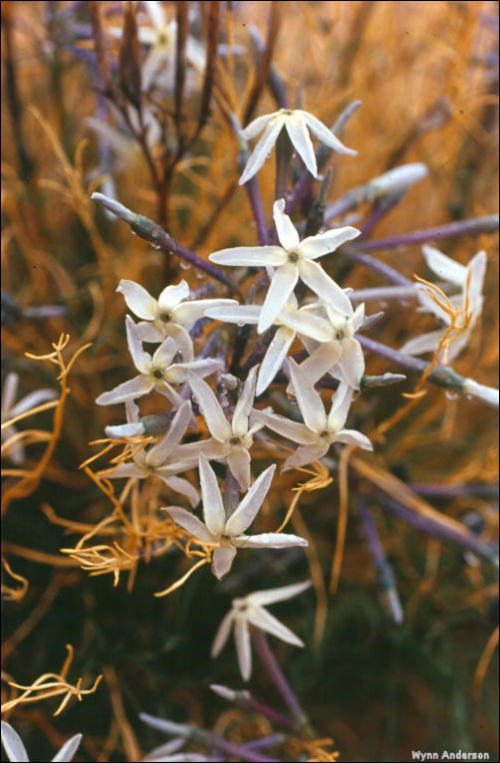Closeup of flowers of Amsonia longiflora