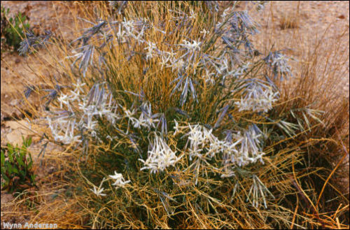 Overview of Amsonia longiflora