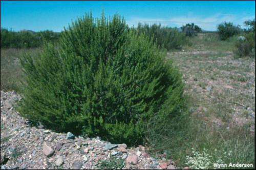 Overview of Brickellia laciniata