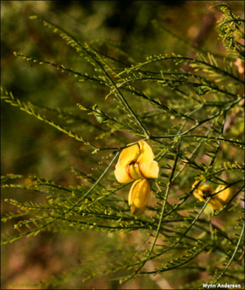 Flowers and foliage of Brongniartia minutifolia