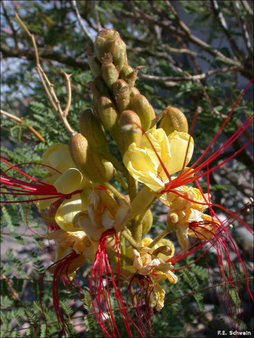 Flowers and foliage of Caesalpinia gilliesii