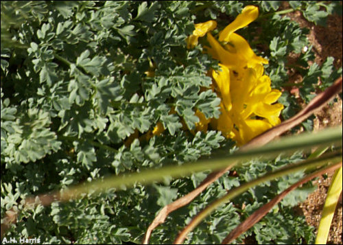 Flowers and foliage of Corydalis aurea