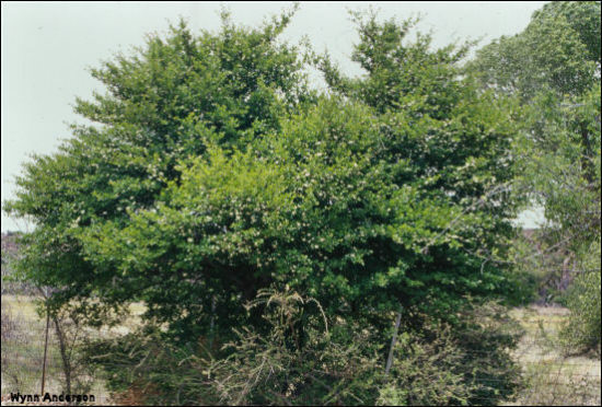 Crataegus tracyi, overview