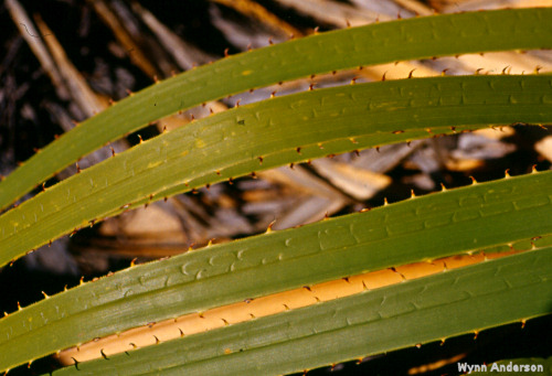 Dasylirion leiophyllum leaves with teeth