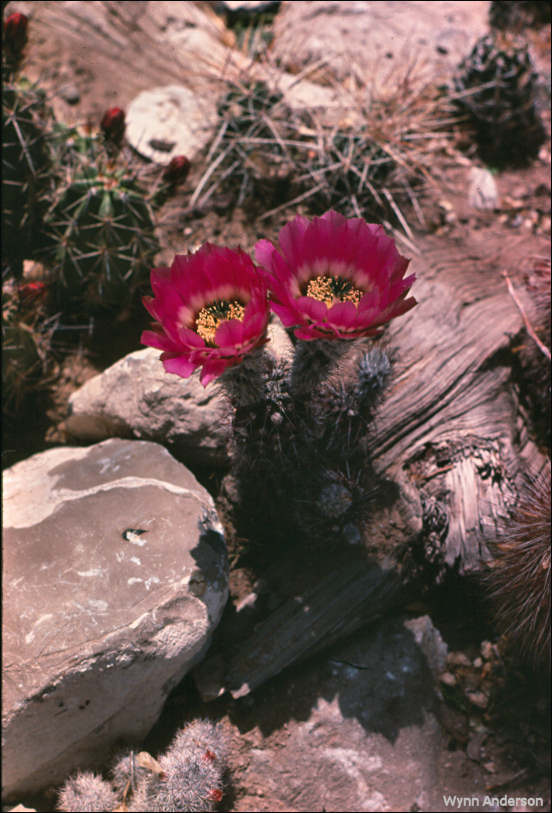 Overview Spiny Hedgehog Cactus