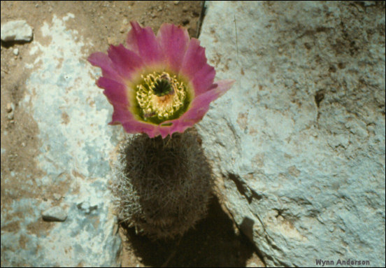 Flowers and body of Echinocereus pectintus var. wenigeri