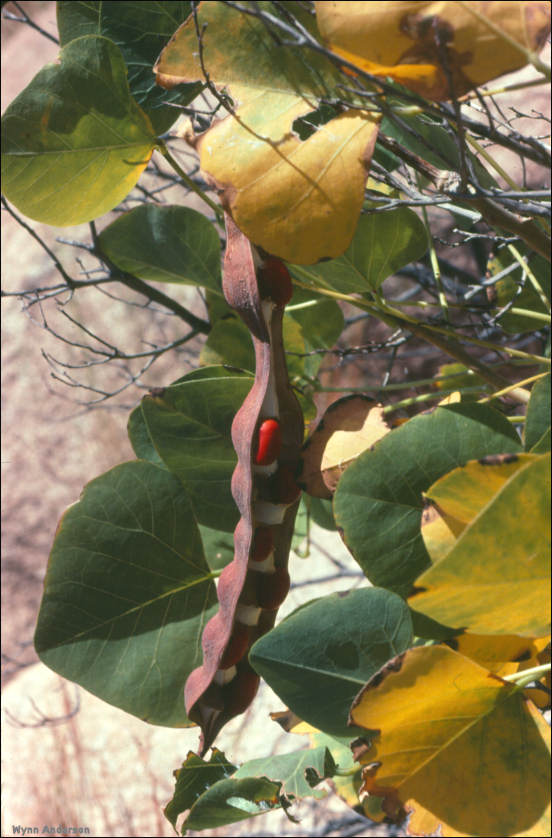 Overview, form and flowers of Erythrina flabelliformis