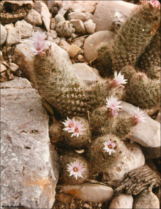 Overview of Escobaria tuberculosa