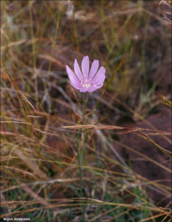 Flowers and body of Jefea brevifolia