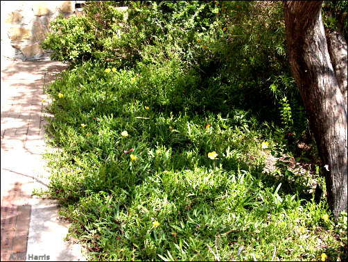 Oenothera stubbei as groundcover