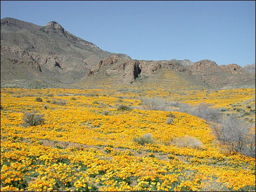 View of poppies and the Franklin Mts.