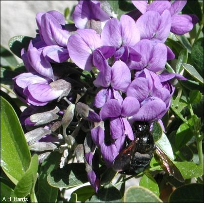 Sophora secundiflora, flowers with carpenter bee