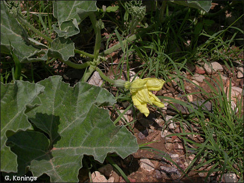 Melon loco, Apodanthera undulata