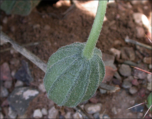 Melon loco, Apodanthera undulata