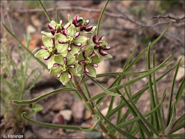 Spider Milkweed, Asclepias asperula, closeup of flowers