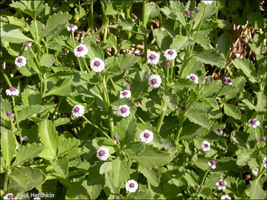 Phyla nodiflora