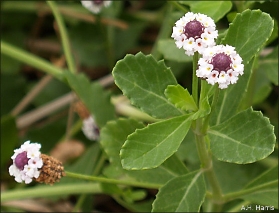 Phyla nodiflora flowers