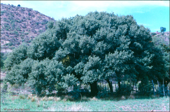 Overview, Quercus grisea