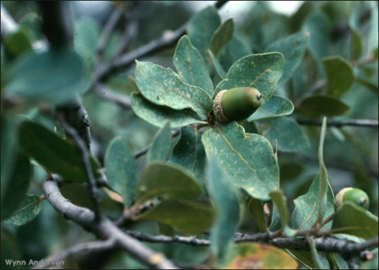 Acorn and foliage, Quercus grisea