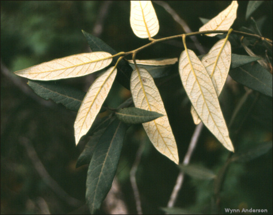 Foliage, Quercus hypoleucoides